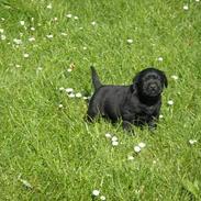 Labrador retriever Aila