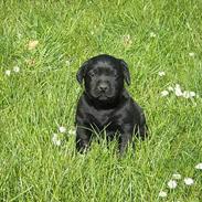 Labrador retriever Aila