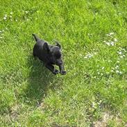 Labrador retriever Aila