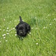 Labrador retriever Aila