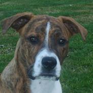 Amerikansk staffordshire terrier bamse
