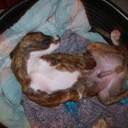 Amerikansk staffordshire terrier bamse