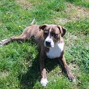 Amerikansk staffordshire terrier bamse