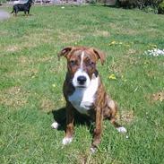 Amerikansk staffordshire terrier bamse