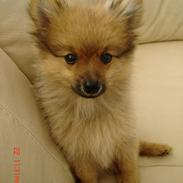 Pomeranian ricko
