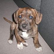 Blanding af racer Balder