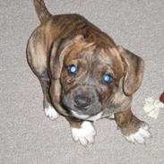 Blanding af racer Balder