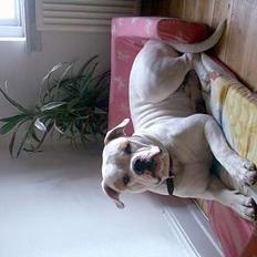 Amerikansk bulldog junior