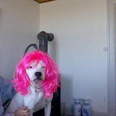 Amerikansk bulldog junior