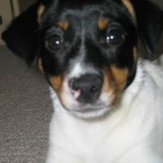 Dansk svensk gaardhund Baloo