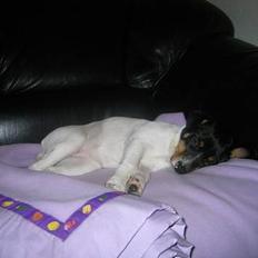 Dansk svensk gaardhund Baloo