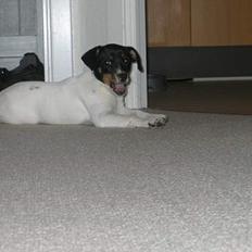 Dansk svensk gaardhund Baloo