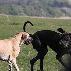 Grand danois Chili R.I.P