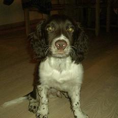 Engelsk springer spaniel Andi