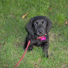 Blanding af racer Daisy