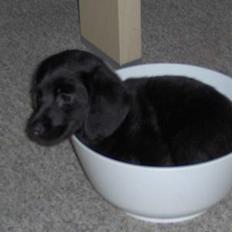 Blanding af racer Daisy