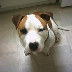 Amerikansk staffordshire terrier MOJO