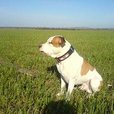 Amerikansk staffordshire terrier MOJO