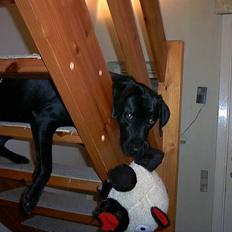 Labrador retriever ( Formel 1)   Bølle