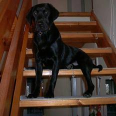 Labrador retriever ( Formel 1)   Bølle