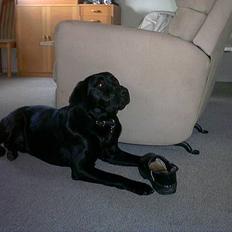 Labrador retriever ( Formel 1)   Bølle