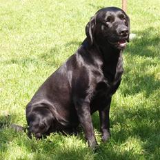 Labrador retriever Duncan