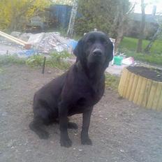 Labrador retriever Duncan