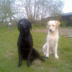 Labrador retriever Duncan