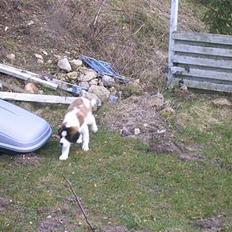 Sankt bernhardshund R.I.P Buller<3 