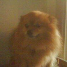 Pomeranian R.I.P Batman