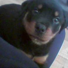 Rottweiler Bailey * R.I.P *