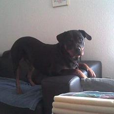 Rottweiler Bailey * R.I.P *