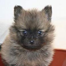 Pomeranian Nala