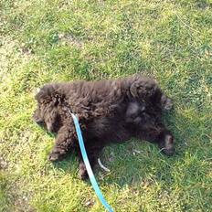 Chow chow Chukie