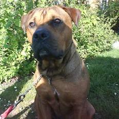 Blanding af racer  Kenzo +R.I.P+