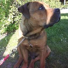 Blanding af racer  Kenzo +R.I.P+