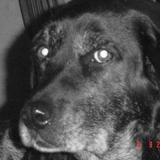 Labrador retriever Zenta<3 R.I.P:'
