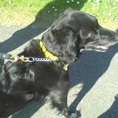 Blanding af racer Locky <3 r.i.p :'(