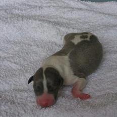 Whippet Newkins Matrix