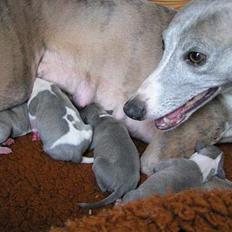 Whippet Newkins Matrix