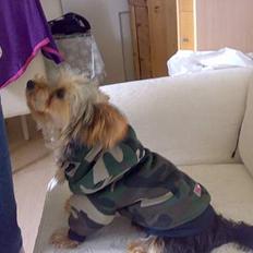 Yorkshire terrier Mr.King