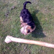 Yorkshire terrier Mr.King