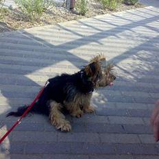 Yorkshire terrier Mr.King