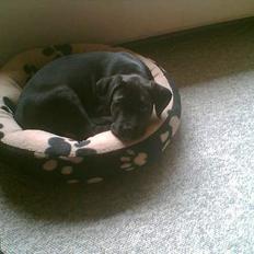 Blanding af racer xena