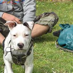 Amerikansk staffordshire terrier Joker R.I.P min skat :'(