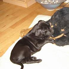 Labrador retriever Micky