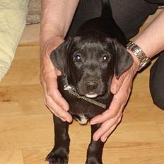 Labrador retriever Micky