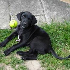 Labrador retriever Micky
