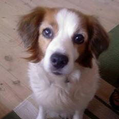 Dansk svensk gaardhund Oswald