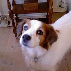 Dansk svensk gaardhund Oswald